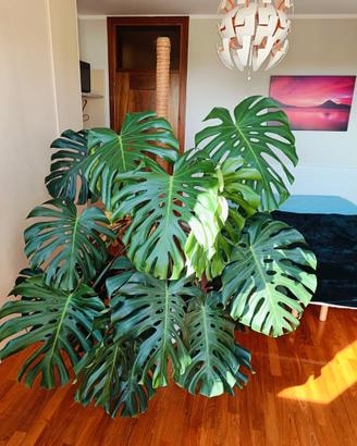 Monstera deliciosa coltivata in terreno Seramis