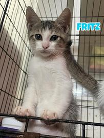 Amy, Jo ,Meg e Fritz gattini di 3 mesi
