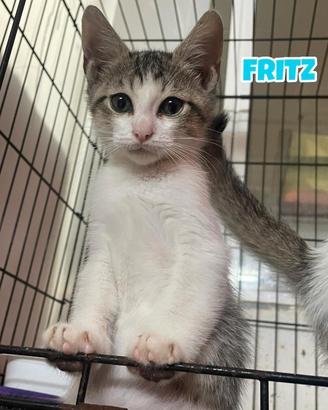 Amy, Jo ,Meg e Fritz gattini di 3 mesi