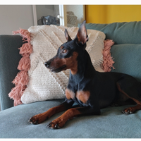 Pinscher con pedigree disponibile per monta