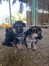Cuccioli Pastore tedesco