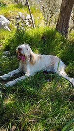 Spinone Italiano per monta