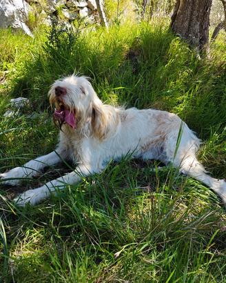 Spinone Italiano per monta