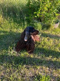 Cocker spaniel inglese