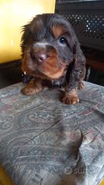 Cocker spaniel cioccolato