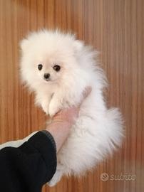 Volpino di Pomerania toy