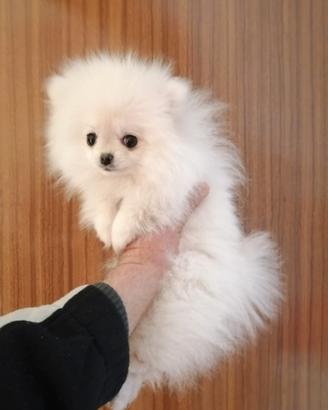 Volpino di Pomerania toy