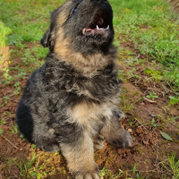 Cuccioli di Pastore Tedesco - Linee selezionate
