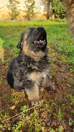 Cuccioli di Pastore Tedesco - Linee selezionate