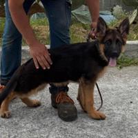 Cuccioli di pastore tedesco