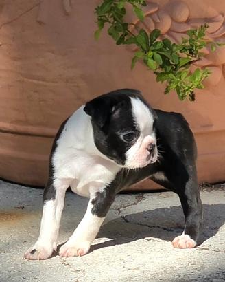 Boston terrier