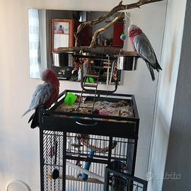 Pappagallo cacatua rosa coppia
