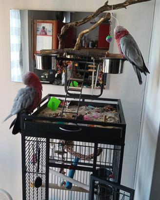 Pappagallo cacatua rosa coppia