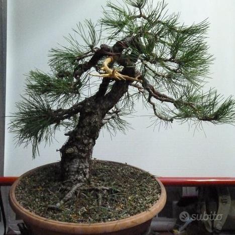 Pino nero yamadori pre bonsai 2/19, usato usato  Ravenna