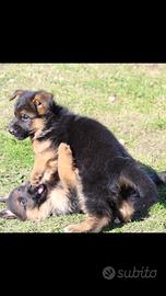 Cuccioli pastore tedesco