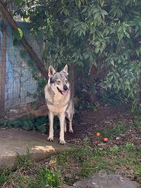 Cane lupo cecoslovacco disponibile per monta