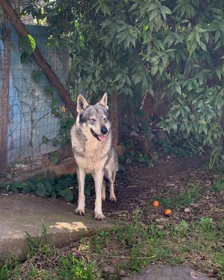 Cane lupo cecoslovacco disponibile per monta