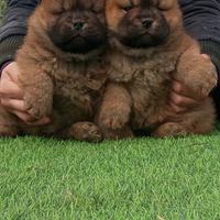 Chow Chow cuccioli