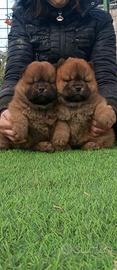 Chow Chow cuccioli