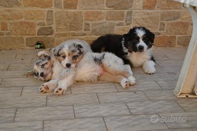 Cuccioli di Pastore Australiano 
