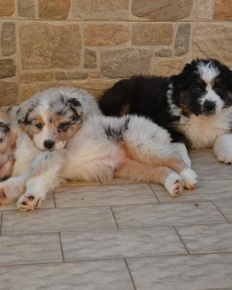 Cuccioli di Pastore Australiano 