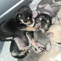 Chihuahua nano toy pedigree