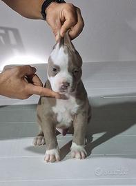 American Pitbull Terrier
