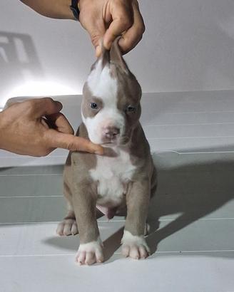 American Pitbull Terrier
