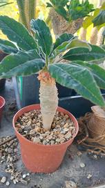Euphorbia ankarensis