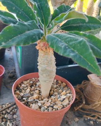 Euphorbia ankarensis