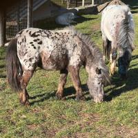 Pony