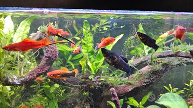 Guppy molly platy portaspada