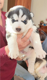 Cuccioli di Siberian Husky