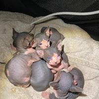 Cuccioli Sphynx