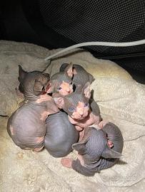 Cuccioli Sphynx