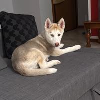 Cucciolo Husky