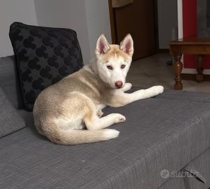 Cucciolo Husky