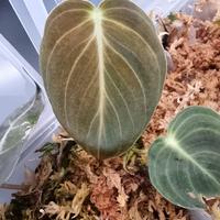 Talee Philodendron Melanochrysum  radicate 