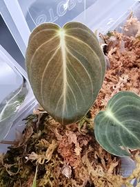 Talee Philodendron Melanochrysum  radicate 