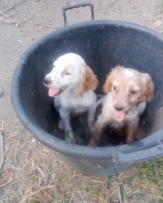 Cuccioli di cane da caccia
