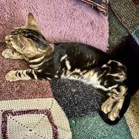 Maschietto Bengala Marbled