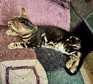 Maschietto Bengala Marbled