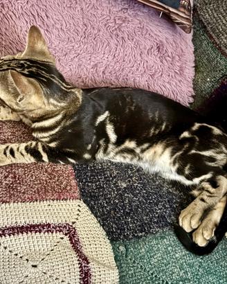 Maschietto Bengala Marbled