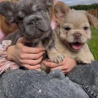 Bulldog Francese Fluffy e Big Rope