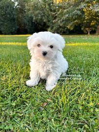 Maltesi cuccioli toy