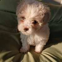 Barboncino per maltese