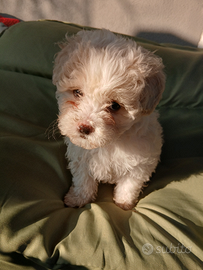 Barboncino per maltese