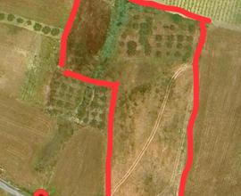 Terreno agricolo