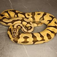 Pitone reale adulto proven SH Enchi Firefly 2021
