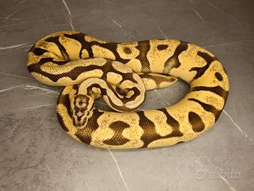 Pitone reale adulto proven SH Enchi Firefly 2021